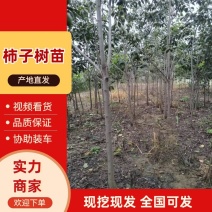 柿子树苗基地直供提供技术指导规格齐全量大优惠