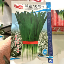航韭10号韭菜种子抗寒性强抗病全能韭菜冬春种植