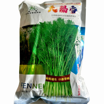 天赐香割茬茴香种子大扁杆茴香籽种孑香味浓耐热耐寒四季茴香