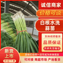 山东省临沂市郯城县红花镇水洗白根蒜苗产地直发