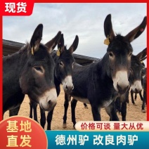 【优质】活驴德州驴基地养殖免费送货报销来回路费货到付款