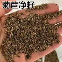 将军菊苣种子大叶菊苣草多年生四季牧草种子猪牛羊鸡鸭鹅鱼草