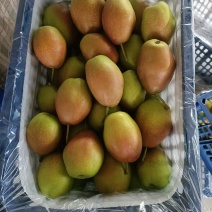 [牛]【推荐】精品山东秋月产地直发大量供应甘甜可口价格美丽