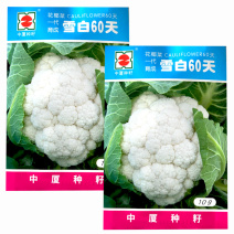 中厦雪白60天花椰菜菜花种子耐热抗病白花菜优质花椰