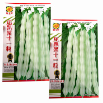 九粒白芸豆种子压趴架十一粒白不老摘不败春秋露地种植
