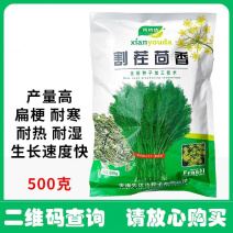 割茬茴香种子绿茎扁梗耐热耐寒耐湿
