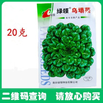 绿领乌塌菜种子小八叶菜种子紧密波皱墨绿色