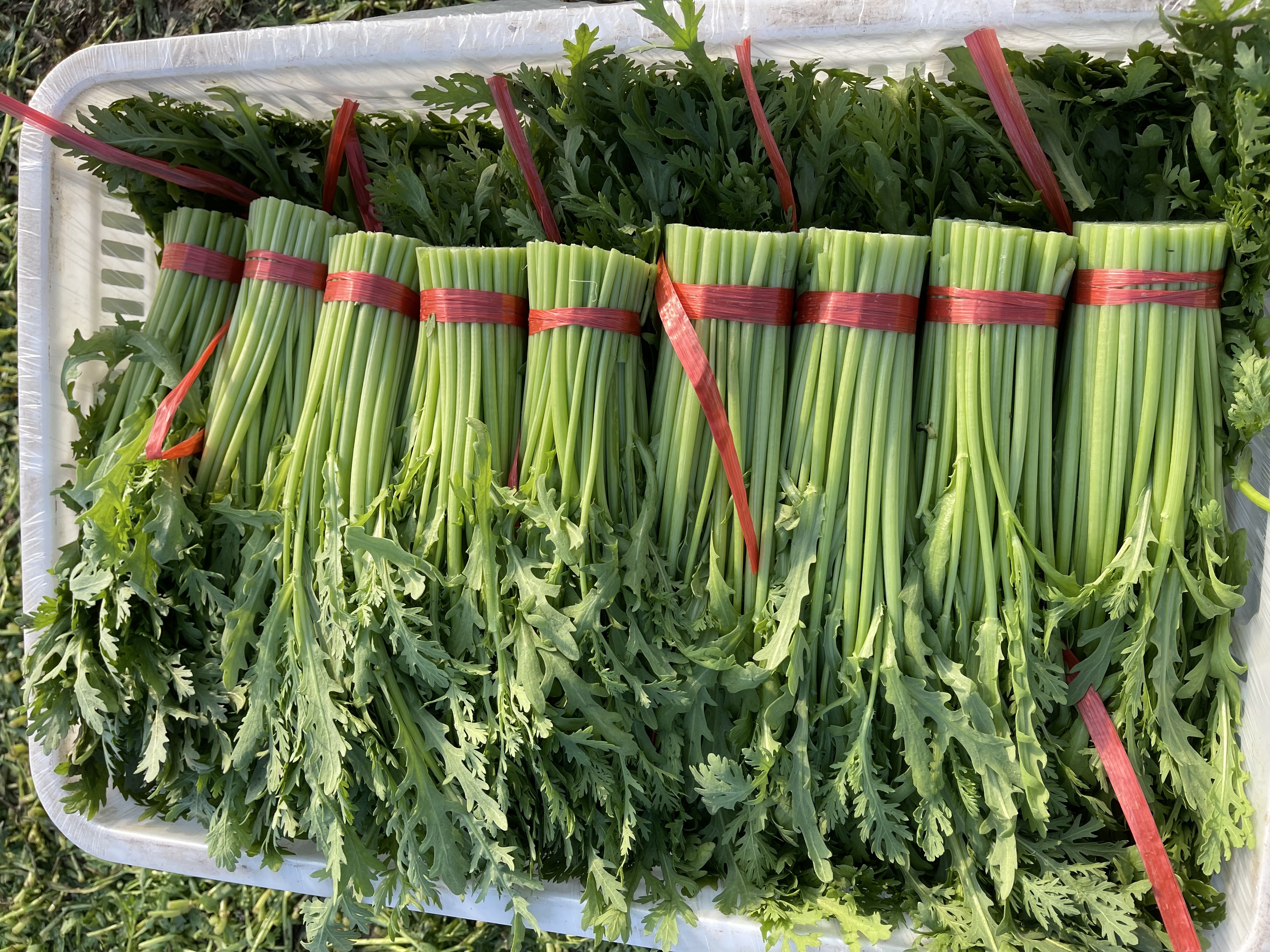 蒿子杆蒿子采摘场景图