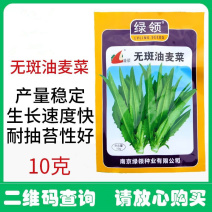 无斑油麦菜种子叶片直立耐抽苔香味浓郁