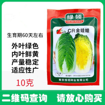 黄心娃娃菜种子春秋类型娃娃菜外叶绿色内叶鲜黄