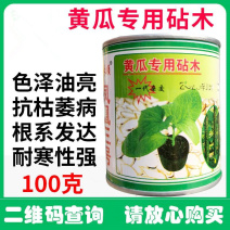 凤凰三号黄瓜专用砧木种子油亮去蜡粉耐低温黄籽粒南瓜籽