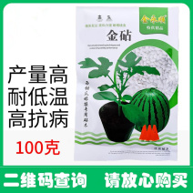 嫁接用白籽南瓜砧木种子嫁接甜瓜黄瓜西瓜钻木种子成活率高