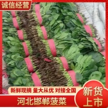 河北邯郸本地菠菜大量有货精选现货欢迎各地客商电联