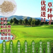 高羊茅种子，高羊毛羊茅草籽冷季型草坪籽高羊茅绿化草坪种子