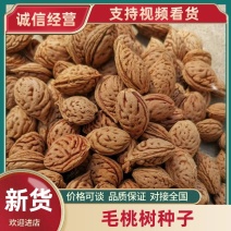 【推荐】毛桃树种子大量供应品质保证全国发货