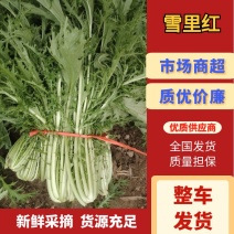 雪里红产地直发品质保障量大优惠对接全国量大优惠