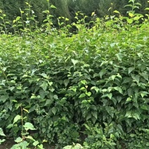 白桦苗产地直发量大从优诚信经营一手货源欢迎电联