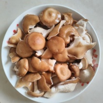 香菇小香菌精品货源量大从优一手货源欢迎咨询