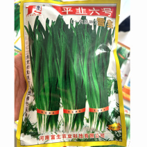 平韭六号6号韭菜种子250克原装正品高产抗病包邮