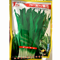 791雪韭王韭菜种子多次收割四季播苔韭宽叶大韭