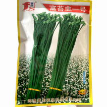四季韭苔种子绿苔韭叶色深绿粗壮鲜嫩高产韭菜苔