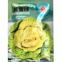 黄雪球黄心乌塌菜种子叶厚油亮耐寒抗病基地品种