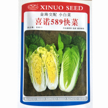 喜诺589快菜种子生长快黄心35天上市纤维少四季基地