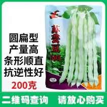 芸豆种子早中熟豆角味浓