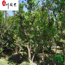 丛生花石榴批发成都石榴树基地直供8-20公分花石榴价