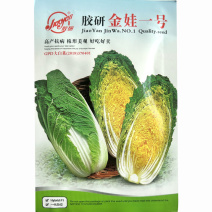 娃娃菜种子胶研金娃一号娃娃菜小白菜种子球紧实春秋