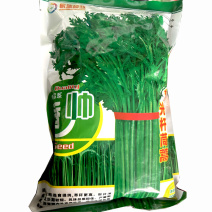香帅光杆茼蒿种子皇帝菜火锅蔬菜多次采收庭院阳台四季高产