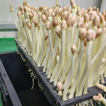 精品花生芽苗菜现货先发基地直发供应全国欢迎咨询！