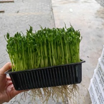上海豌豆苗大量现货支持发货江浙沪欢迎来电详谈！