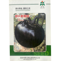 群兴紫圆茄种子早熟抗病果大肉多紫黑圆果耐寒耐热