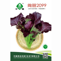 绚丽2099紫芥菜种子水晶菜种籽四季紫色蔬菜种籽青菜春夏