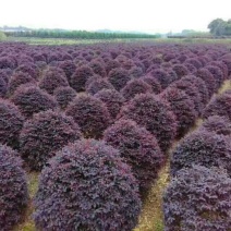 红花檵木球红继木球80-2米基地直供规格齐全大量出售