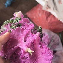 【紫羽衣甘蓝】山东特菜可以吃的花承接餐饮酒店批发种类齐全