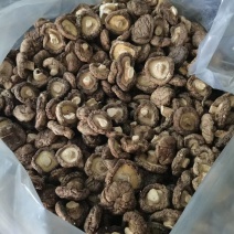 河南干板菇大量上市中可长期供货干净高品质价格优惠欢迎咨询