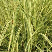 出售花叶芦竹杯苗50-100公分花叶芦竹批发量大价优