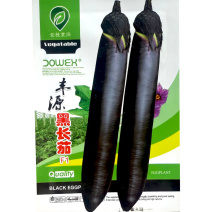 丰源黑长茄种子条直黑亮口感绵软抗早衰耐低温