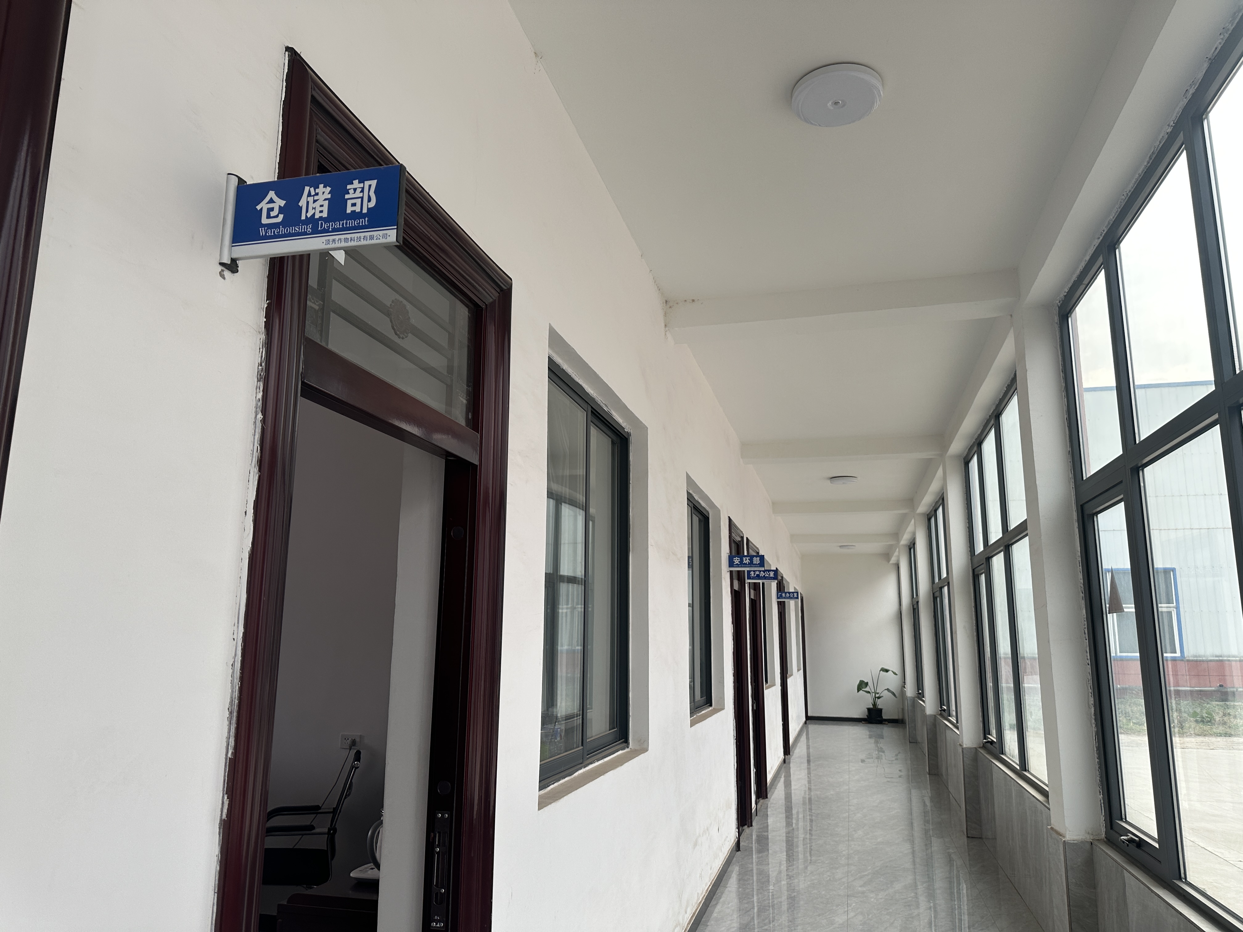 ‘金霞晚蜜’标准化分级包装场景：流水线上工人正将精选果实按糖度/果径双指标分入三层PP保鲜托盘，外覆食品级PE打孔膜，托盘印有SC认证码及“晚黄油桃新品种”溯源标识