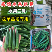 水果二号秋葵种子水果秋葵种子油绿明亮耐老化抗病