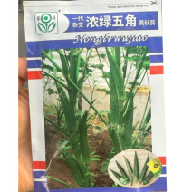 浓绿五角黄秋葵种子荚角浓绿细长五棱形结荚早脆嫩