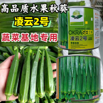 凌云2号秋葵种子高端水果黄秋葵春夏秋菜农蔬菜杂交黄秋葵种