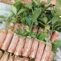 【推荐】精品五指毛桃苗，产地直发，专业种植培育欢迎致电