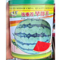抗重茬早甜玉西瓜种子甜王西瓜种子早熟抗病皮薄耐裂