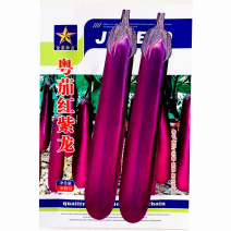 粤茄红紫龙紫红长茄种子早熟高产抗病抗逆耐贮运