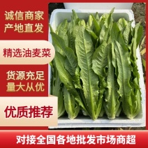 河北油麦菜产地发货致电有优惠一手货源批发品质保证