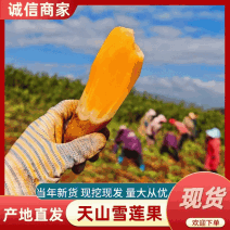 2025年新果云南天山黄心雪莲果现挖现挖产地直供