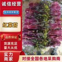 红菜苔，白菜苔，西兰苔，油菜苔，上海青苔，广东菜心，